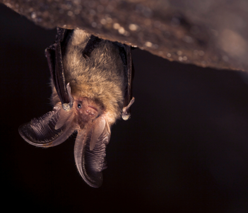 upclose photo of a bat
