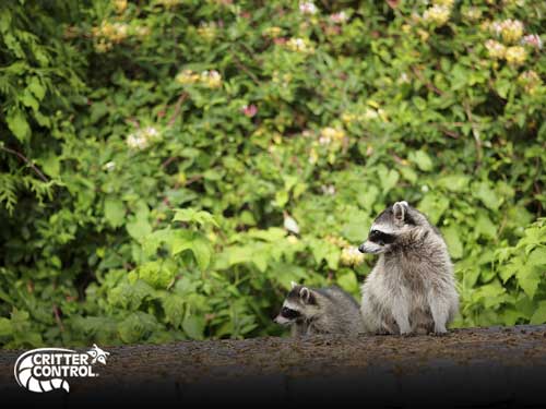 4 Ways to Keep Raccoons Out of Your Lake County Home