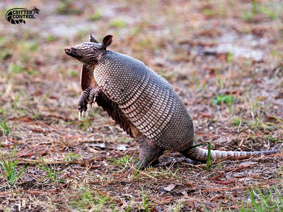 ways to prevent armadillos from digging up my yard