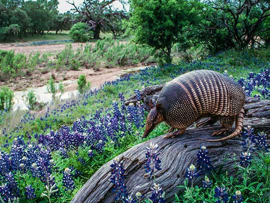 What Is a Good Deterrent for Armadillos?