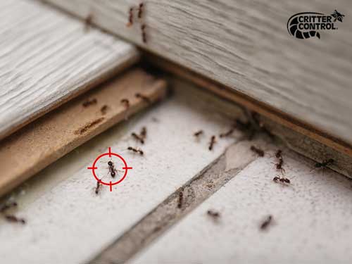 What Is the Best Way to Get Rid of Ants?