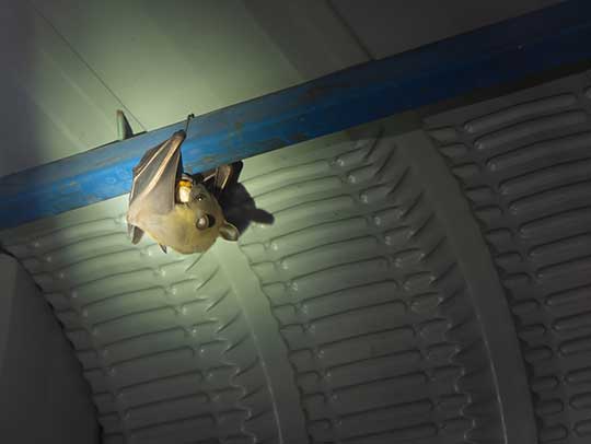 What Is the Best Way to Get Rid of Bats?