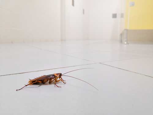 What Is the Best Way to Get Rid of Cockroaches?