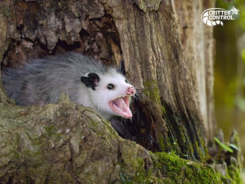 What Is the Fastest Way to Get Rid of Possums?