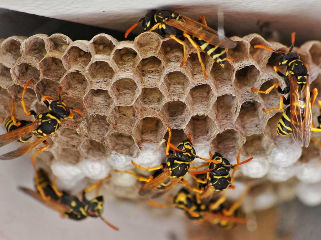 What Kills Wasps And Bees Instantly?