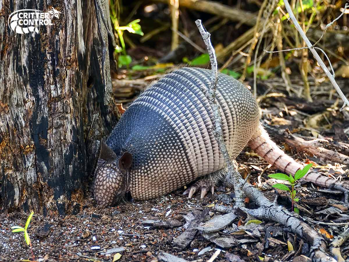 What Should I Do If I Find An Armadillo?