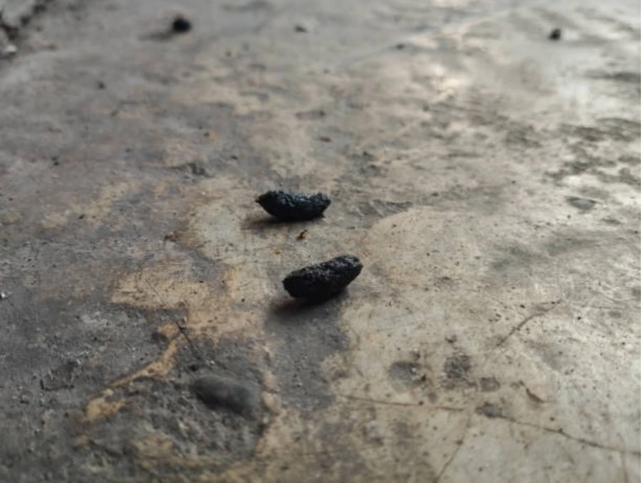 animal feces indoor surface